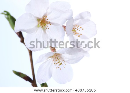 Pink Cherry Tree Flowers Blossom Close Up In Spring