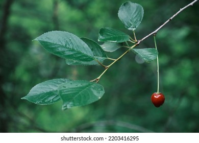 Cherry Tree With Red Ripe Berries And Raindrops On Leaves