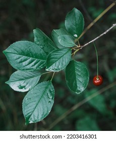 Cherry Tree With Red Ripe Berries And Raindrops On Leaves