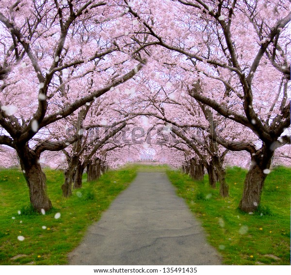 桜の木 散る桜の花びら の写真素材 今すぐ編集