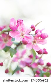 Cherry Tree Spring time in Canada