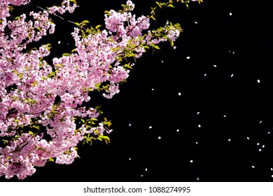 Cherry tree that bloom in spring. Pink flowers and black backgroud. Copy space. - Powered by Shutterstock