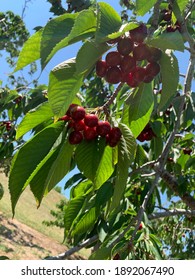 Cherry Tree In Traverse City