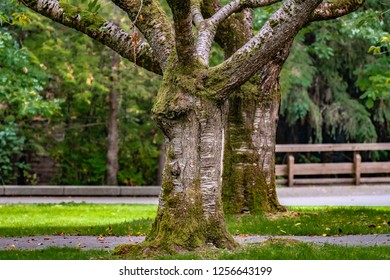 Cherry Tree trunks in autumn inside a city nature park, covered in moss