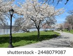 Cherry trees blooming along the Manhattan Waterfront Greenway in Riverside Park, Harlem, New York City