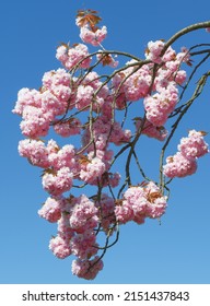 Kirschbäume in Blüte, Solingen-Unterrueden, Bergisches Land, Deutschland