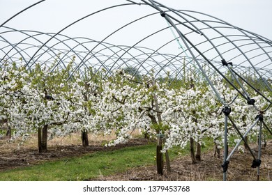 Cherry Trees In Blossom In An Orchard In Kent UK