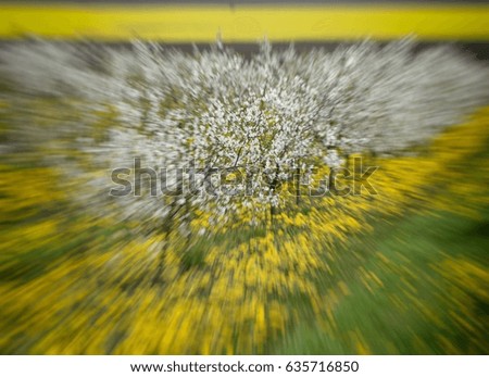 Similar – Huge yellow-flowering wild fennel plants, behind them a green grain field shortly after sowing.