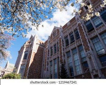 Cherry Trees Blossoming At University Campus - Seattle, WA, USA