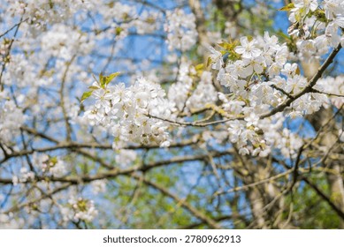 Cherry trees display clusters of white blossoms with fresh green leaves under a bright blue sky. This scene captures the beauty of spring in a natural setting.