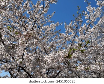 Cherry trees in full bloom against the blue sky. - Powered by Shutterstock