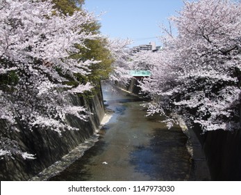 Fleurs De Cerisiers Japonais Images Stock Photos Vectors