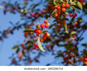 Cherry And Cherry Trees In An Orchard In Door County Wisconsin.