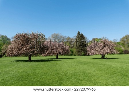 Cherry trees with pink flowers in full bloom on a sunny spring day. Shot in public Departemental Parc de Sceaux - Hauts-de-Seine, France.