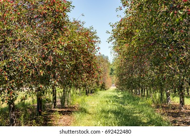 Cherry Trees With Ripe Cherries. Ripe Cherries Hang From Branches In A Cherry Orchard Near Traverse City Michigan