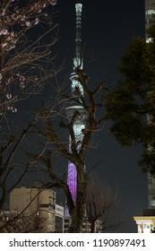 Cherry trees and sky tree