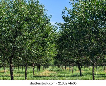 Cherry Trees In South West Michigan