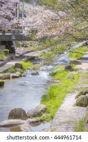 Cherry Trees Of Tamatsukuri Onsen, Japan