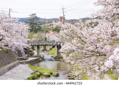 Cherry Trees Of Tamatsukuri Onsen, Japan