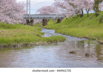 Cherry Trees Of Tamatsukuri Onsen, Japan