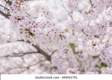 Cherry Trees Of Tamatsukuri Onsen, Japan