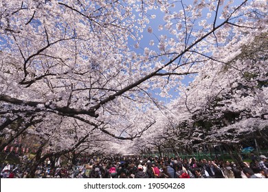 Cherry Trees In Ueno Park, Tokyo, Japan