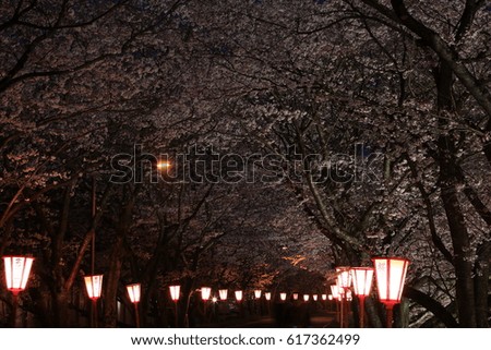 Cherry Tunnel