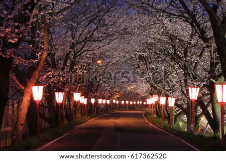 Cherry Tunnel