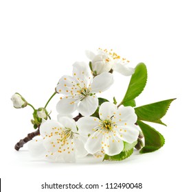 cherry twig in bloom isolated - Powered by Shutterstock