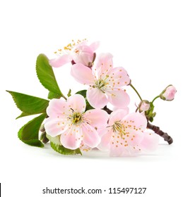 cherry twig in bloom isolated - Powered by Shutterstock