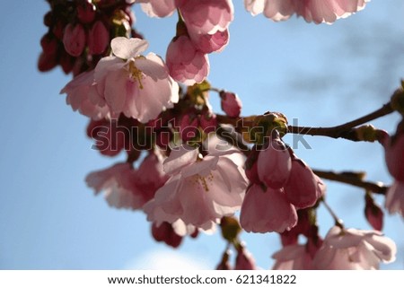 Cherrybloom