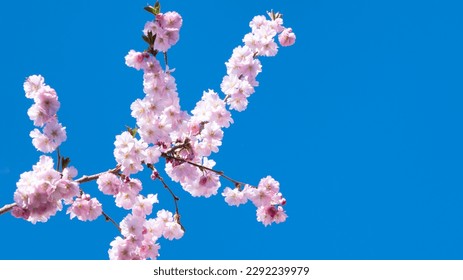 Cherryblossom flower with blue sky as background with space for text
