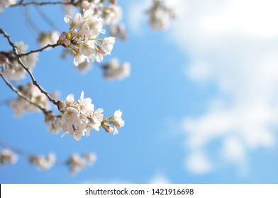 Cherryblossom in spring with sky