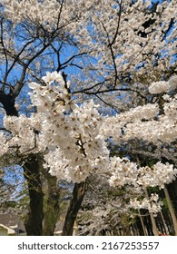 cherryblossom tree with blue sky