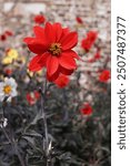 A cherry-red flower of Dahlia ‘Bishop Of Llandaff’ with dark centre and dark purple leaves 