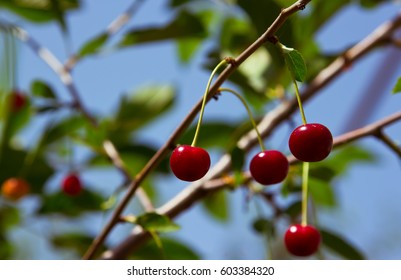 Cherrytree
