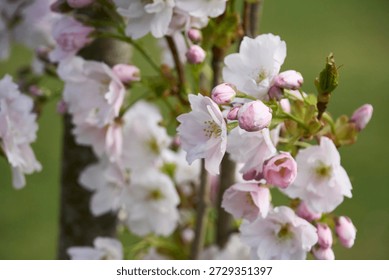             Cherrytree blossoms in the spring time in Helsinki                  