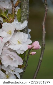             Cherrytree blossoms in the spring time in Helsinki                  