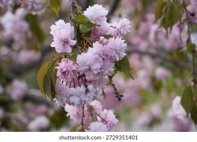             Cherrytree blossoms in the spring time in Helsinki                  