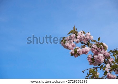             Cherrytree blossoms in the spring time in Helsinki                  