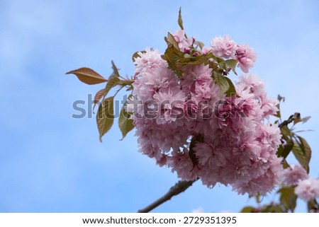             Cherrytree blossoms in the spring time in Helsinki                  