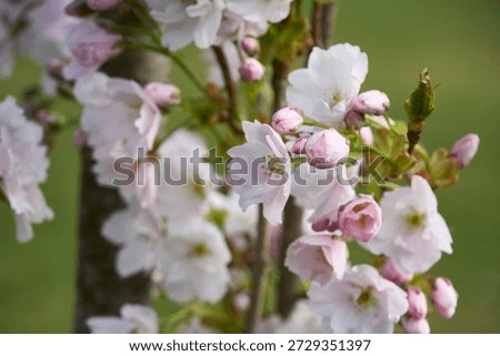             Cherrytree blossoms in the spring time in Helsinki                  