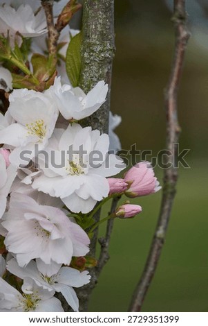            Cherrytree blossoms in the spring time in Helsinki                  