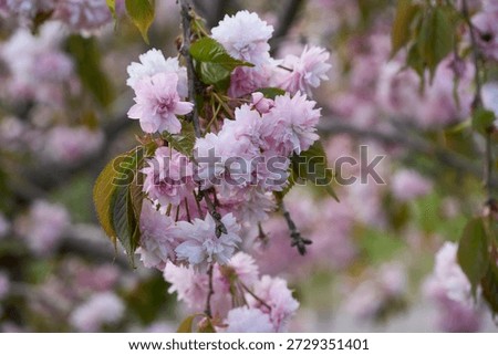             Cherrytree blossoms in the spring time in Helsinki                  