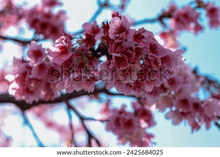 The CherryTree (Cerasus × kanzakura) with its delicate and elegant pink flowers.