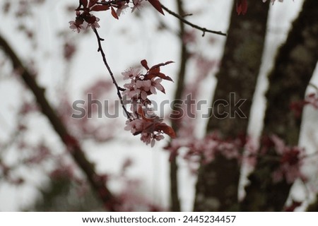 cherrytree cherry tree beautiful rosa spring