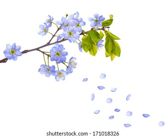 cherry-tree flowers isolated on white background
