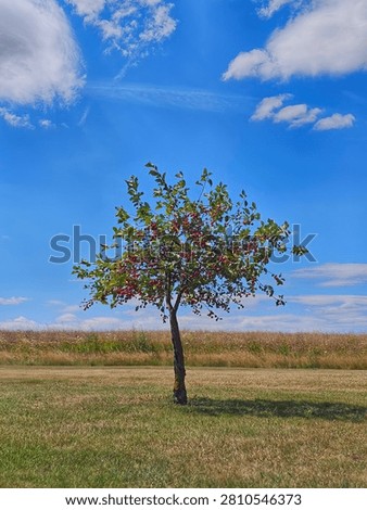 cherrytree on a summer meadow with cloudy blue sky