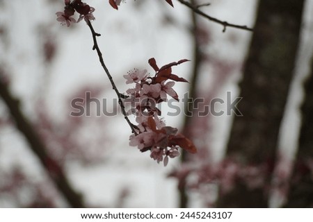 cherrytree pink spring april tree cherry 