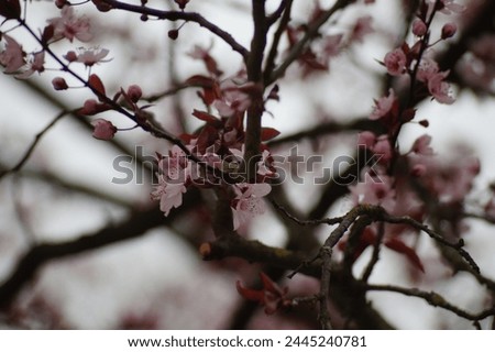 cherrytree rosa cherry tree beautiful